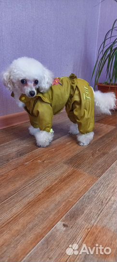 Одежда для собак мелких пород