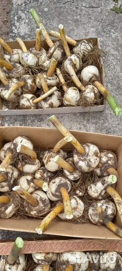 Цветы. Рябчик Императорский