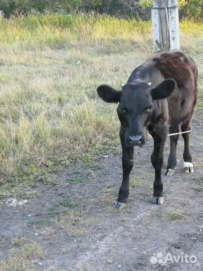 Телята телочки