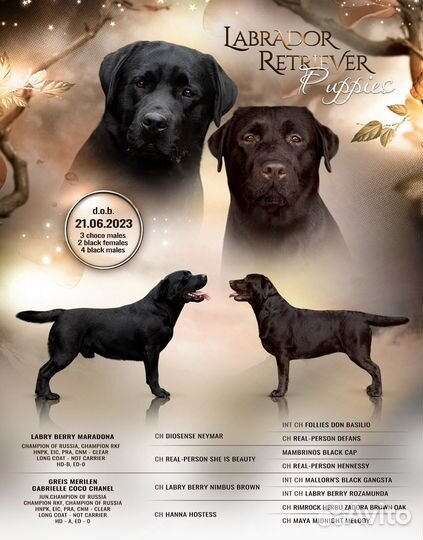 Щенки лабрадора