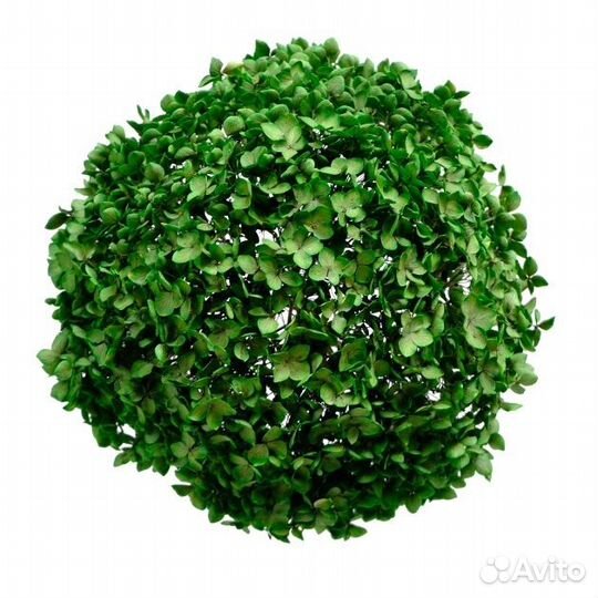 Гортензия стабилизированная