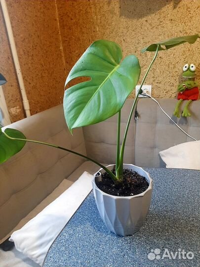 Монстера деликатесная