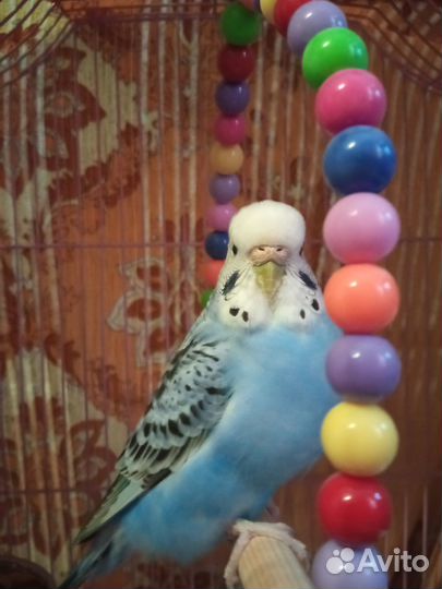 Пара волнистых попугаев