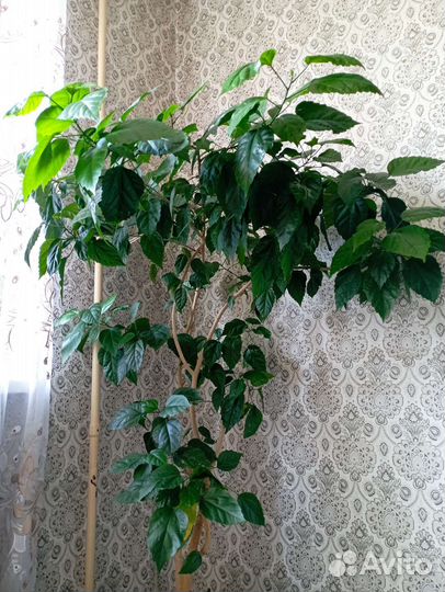 Комнатные цветы