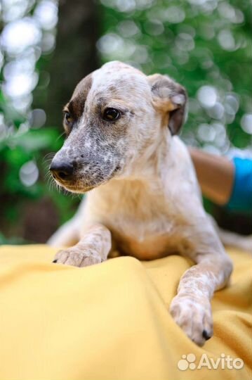 Щенок необычного окраса из приюта ждёт свою семью