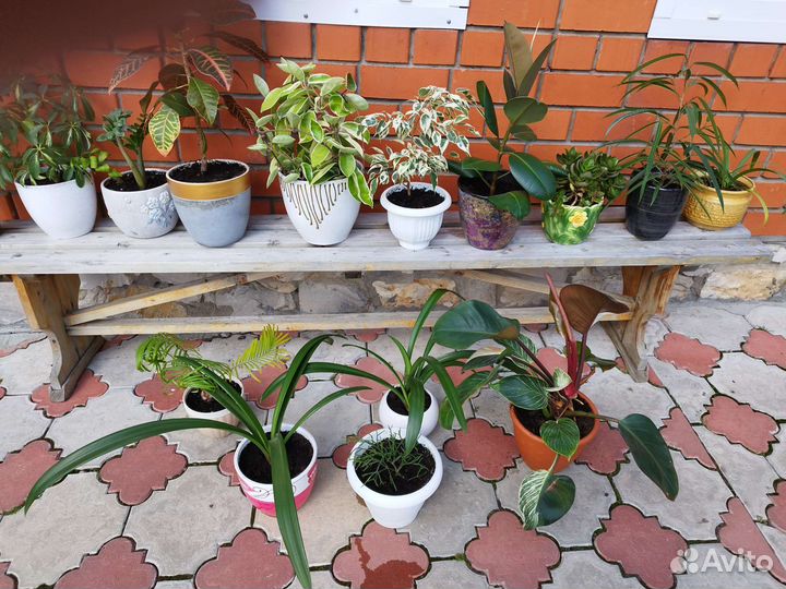 Комнатные цветы