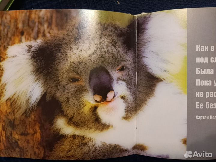 Фото животных