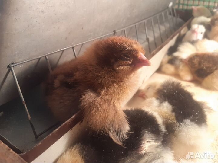 Цыплята австралорп