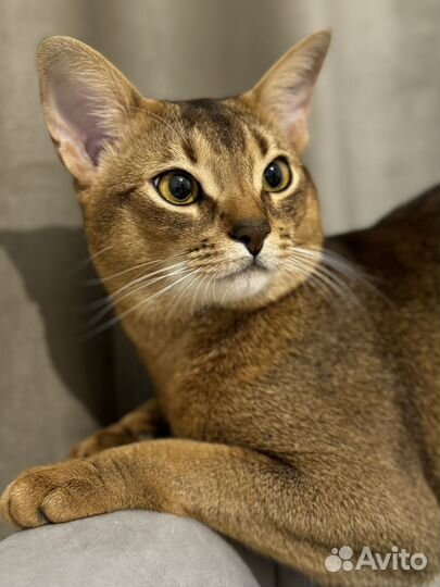 Абиссинский кот вязка
