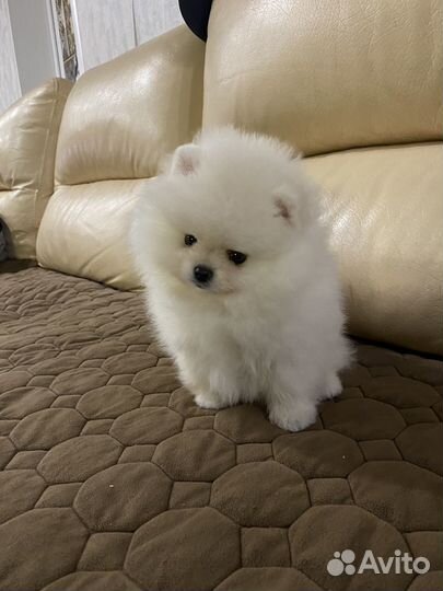 Померанский шпиц девочка