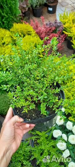 Жимолость блестящая