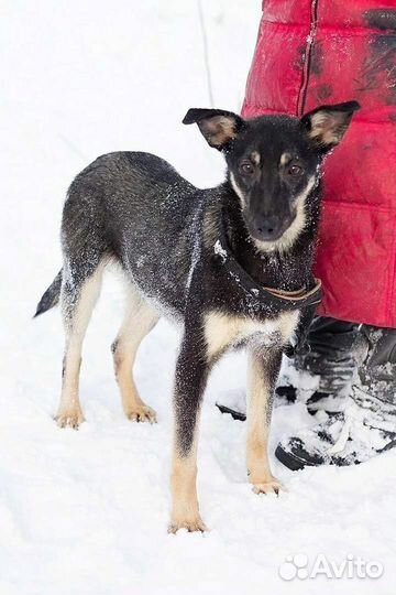 Миниатюрная Кнопка ищет дом