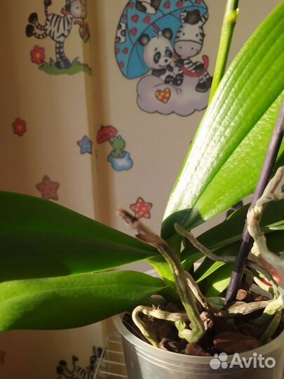 Орхидея дикий кот