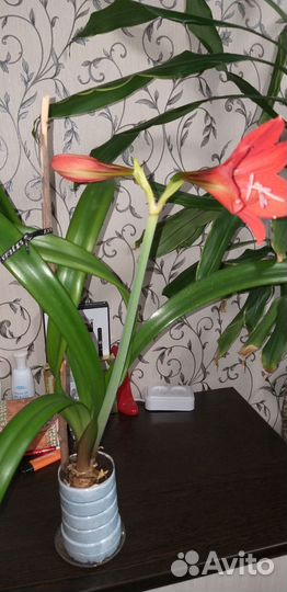 Гиппиаструм