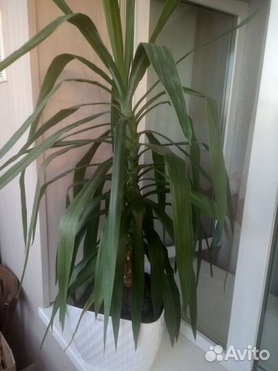 Продам цветок юкку