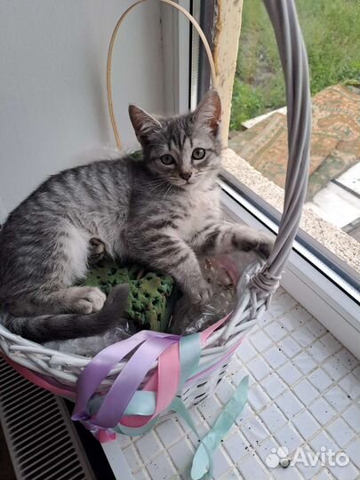 Отдам котят в добрые руки