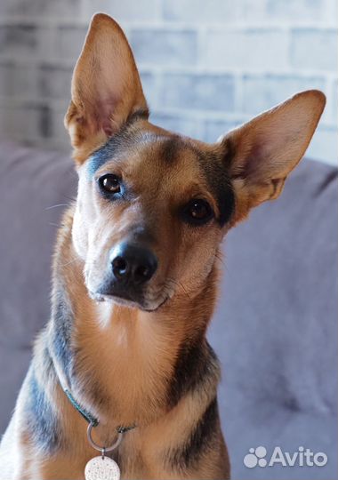 Передежка собак