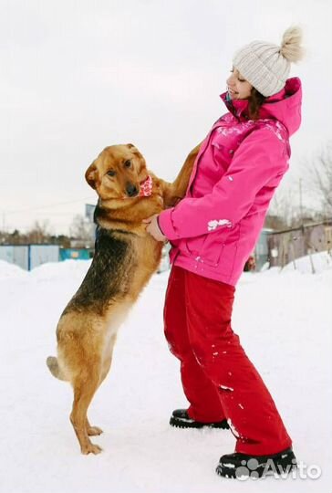 Рыжее солнышко из приюта на счастье
