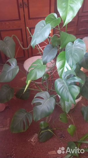 Гиппеаструм