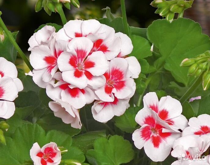 Пеларгония (герань)