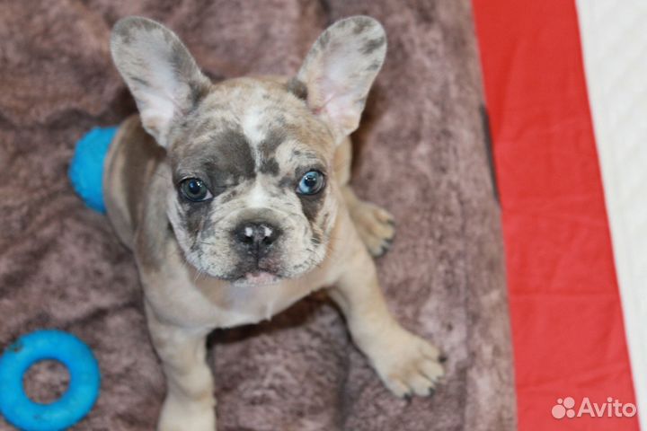 Французский бульдог