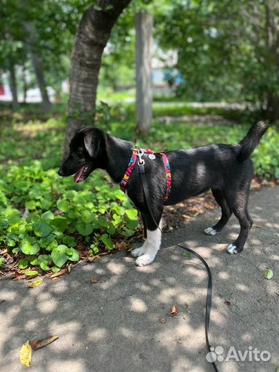 Любимка Лика