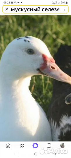 Магдак -утак