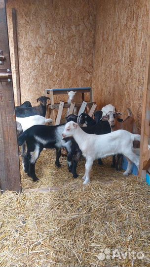 Козлята ламанча