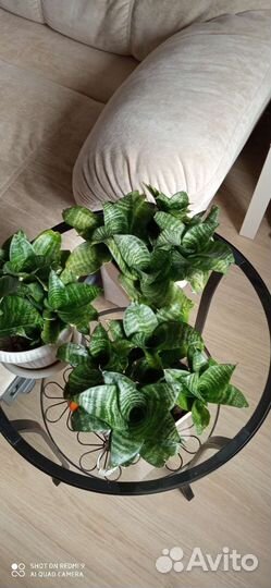 Сансевиерия