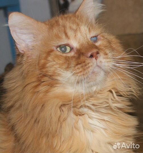 Кот рыжий красавец в ответственные руки