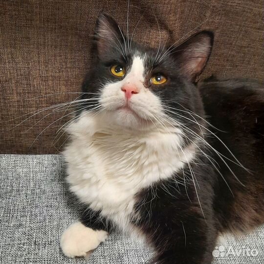 Очень красивый молодой котик