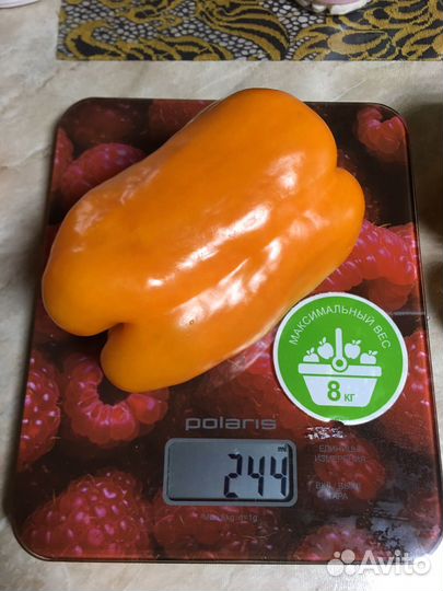 Семена сладкого перца