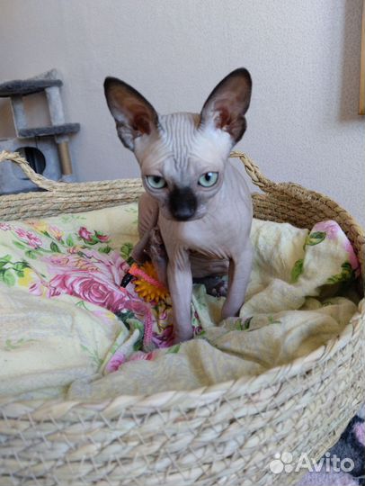 Донской сфинкс