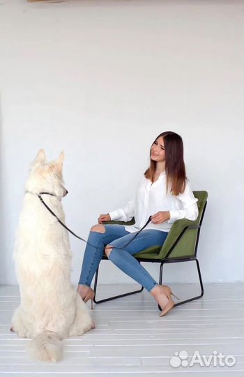 Кинолог, дрессировка собак