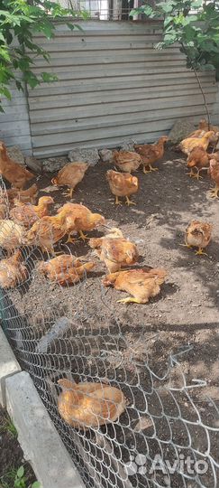 Цветной бройлер подрощенный