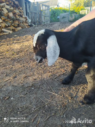 Нубийский козлик