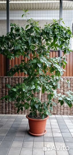 Гибискус китайская роза