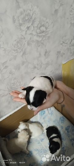 Щенки чихуахуа