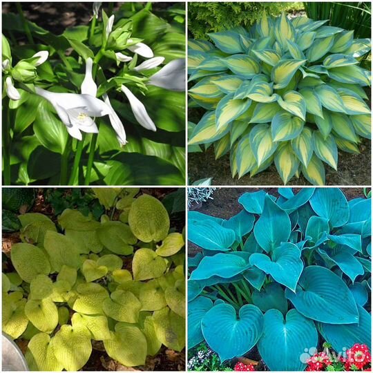 Хосты, пионы,мордовник,адонис,баптизия,многолетни