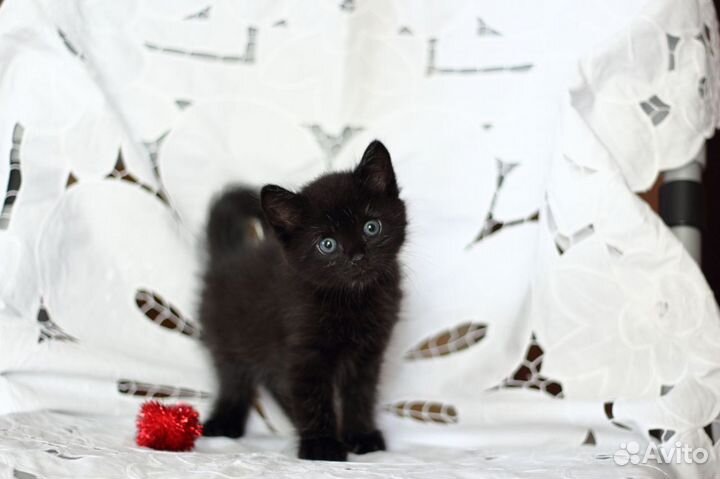 Черная красавица в добрые ручки