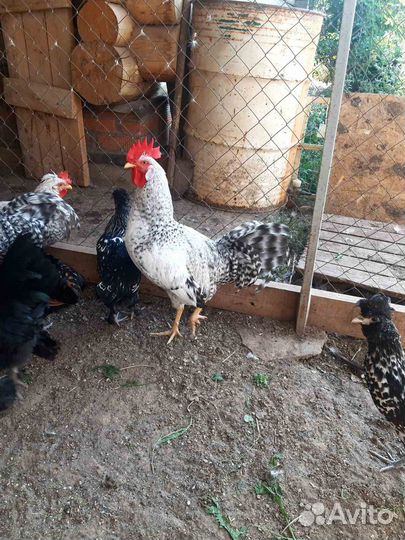 Петухи разных парод