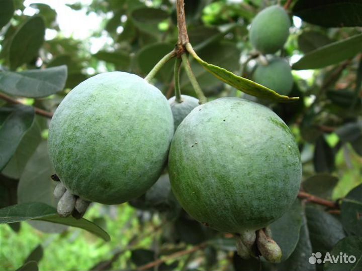 Семена Ягод и Фруктов