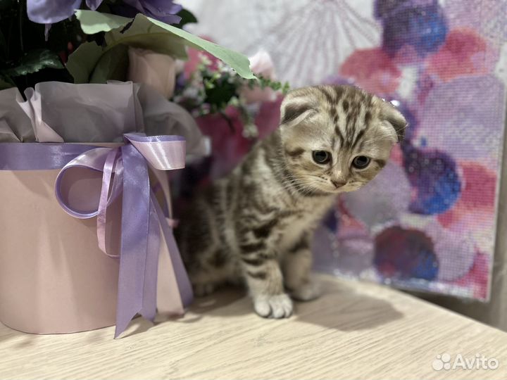 Шотландские вислоухие
