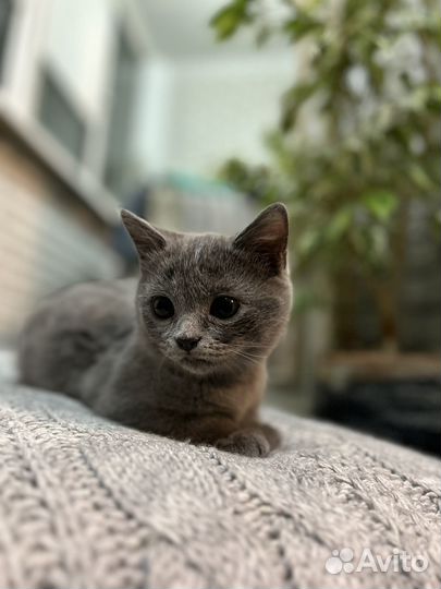 Британские котята