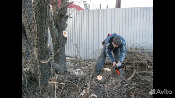 Спил деревьев