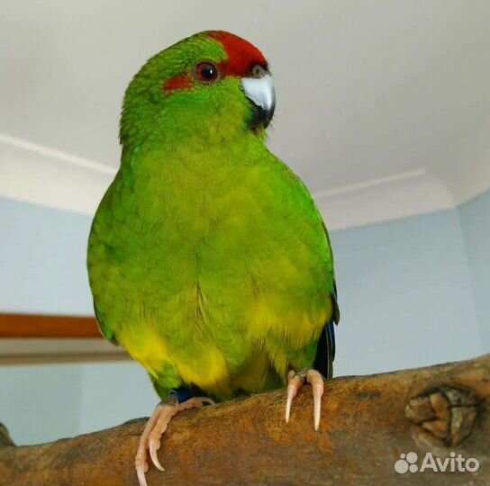 Какарики новозеландские