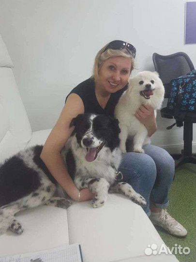 Стрижка кошек и собак с выездом. Груминг