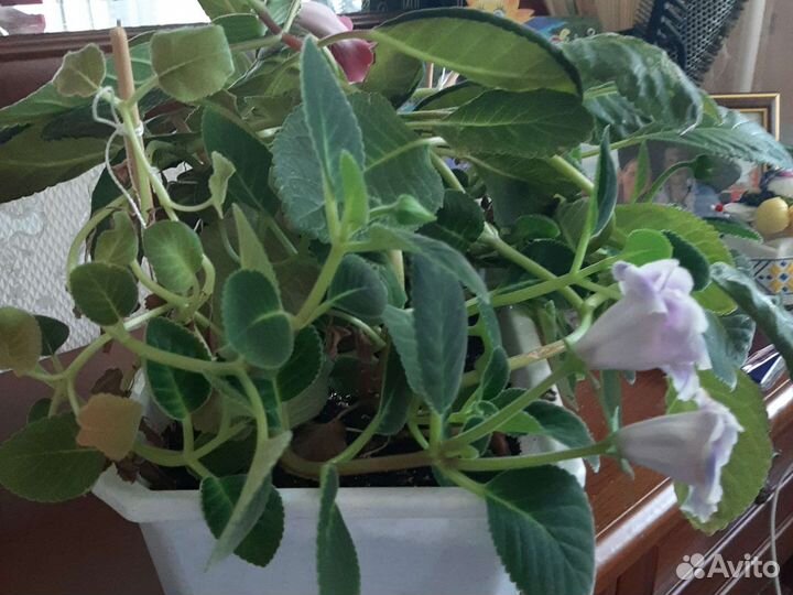 Глоксиния цветущая