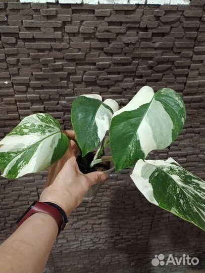 Монстера Альба