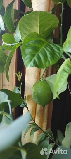 Лимонное дерево, лимон
